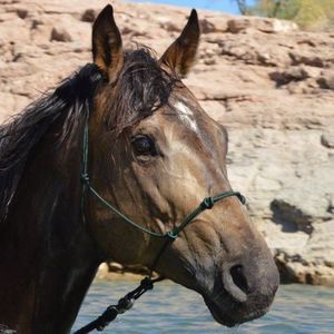 Meet your Posher, Skye